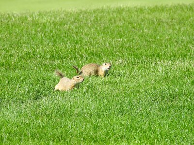 Rodent cute lower austria