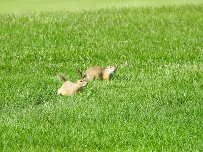 Rodent cute lower austria photo