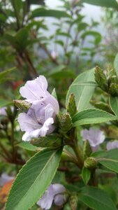 Nature flower violet