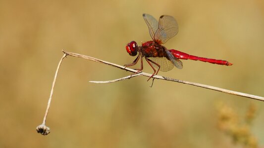 Dragonfly macro wings
