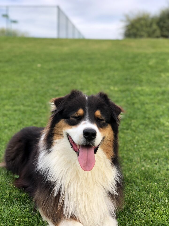 Australian shepherd dog
