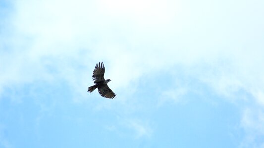 Raptor animal nature