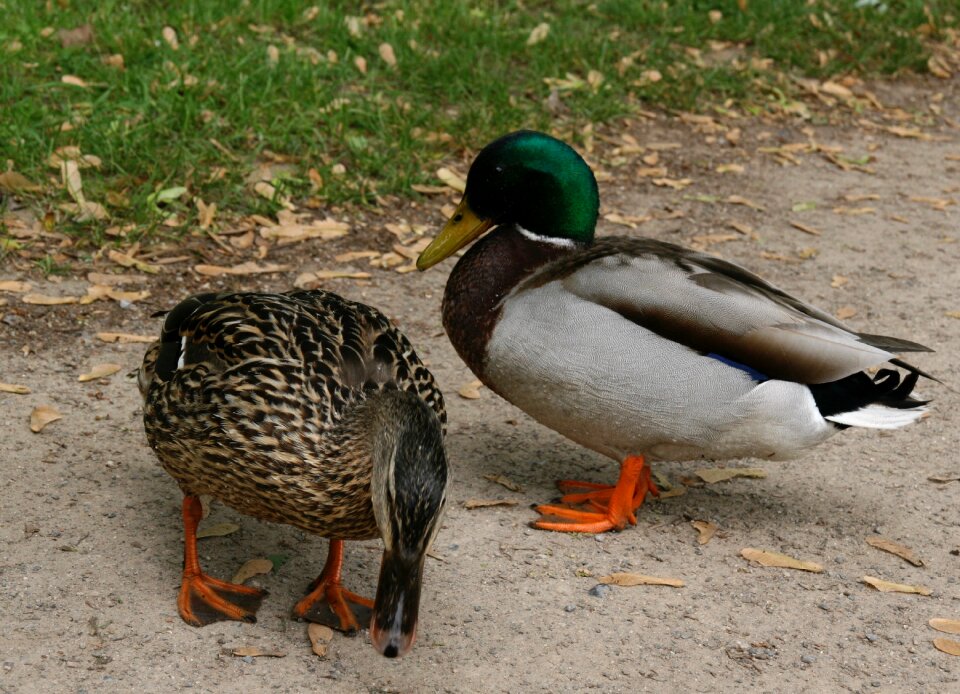 Pair of ducks mallards plumage
