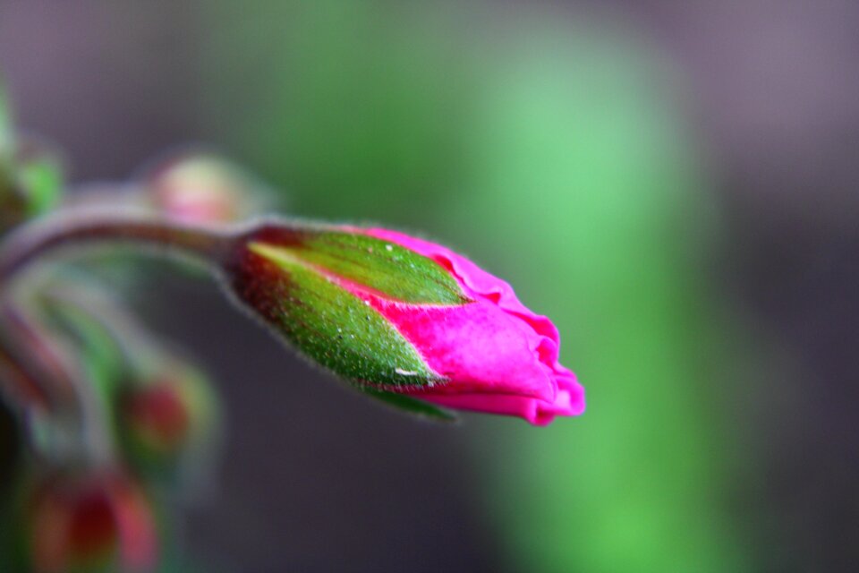 Pink macro flower