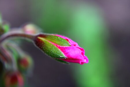 Pink macro flower
