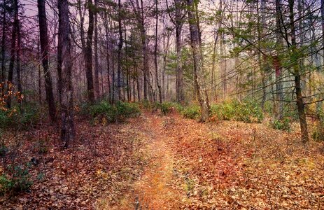 Trees landscape mystical photo