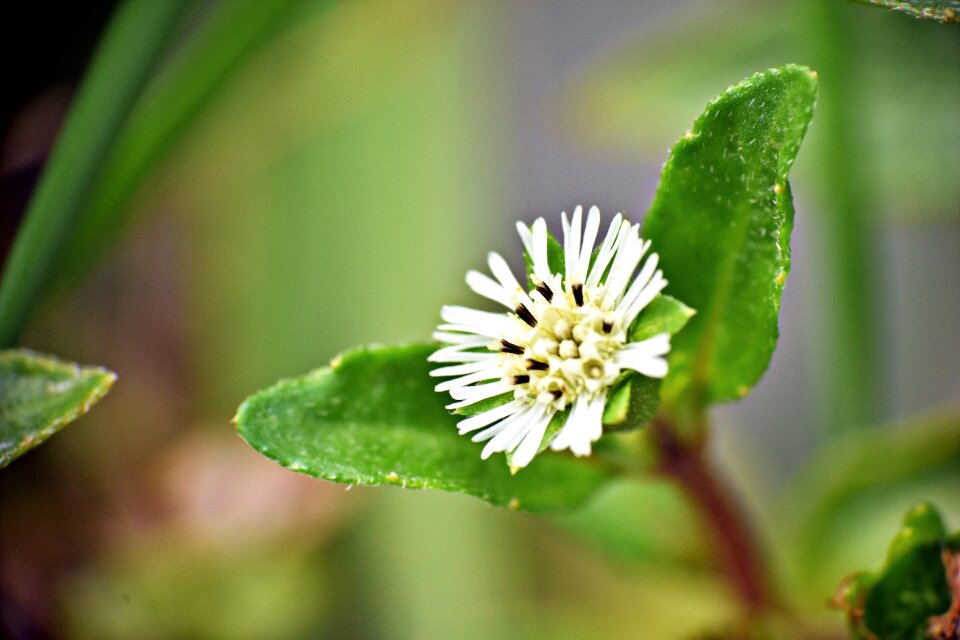 Bloom macro