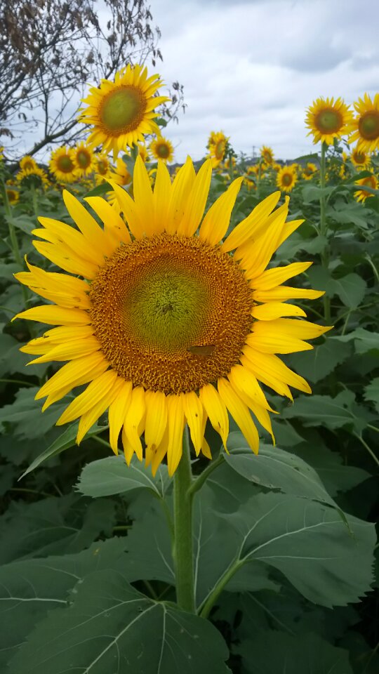 Yellow summer bright