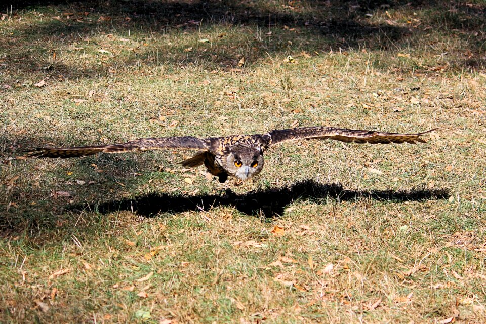 Bird bird of prey flying
