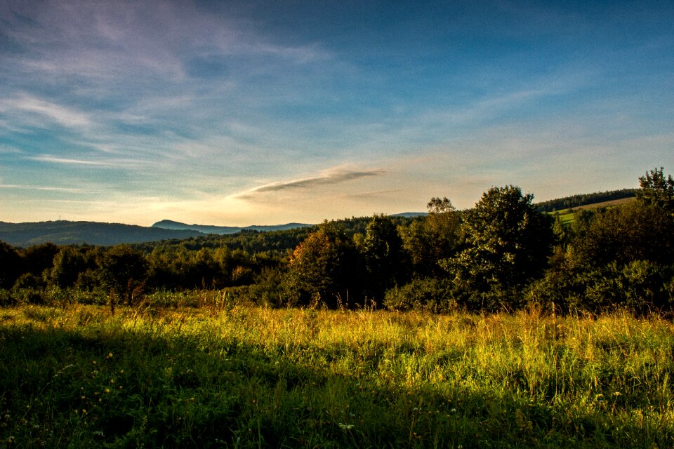 Tree landscape the background