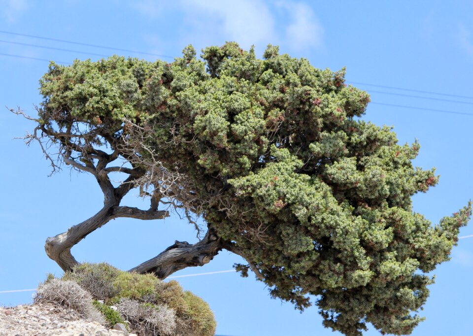 Tree bent nature