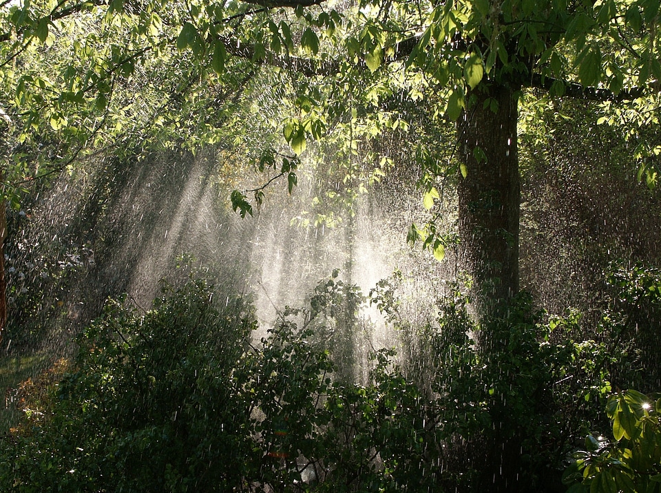 Nature against day light and shade