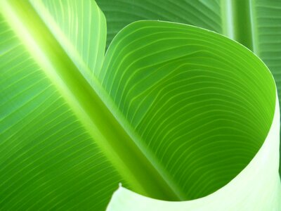 Exotic plants nature