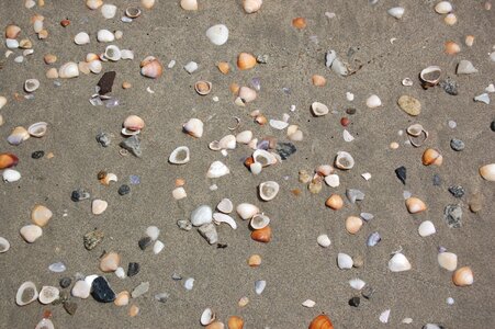 Shell seashells