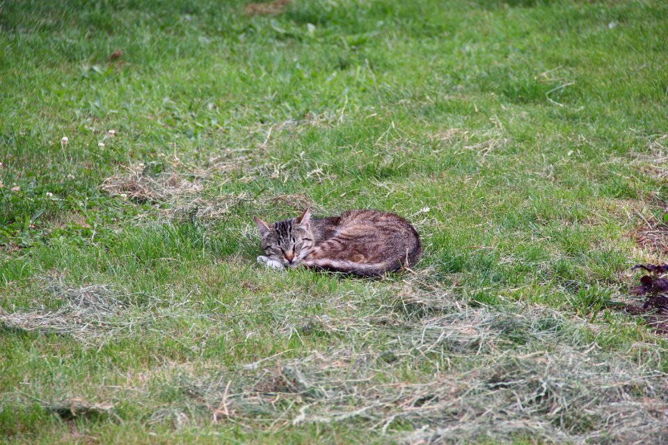 Animals cute fur