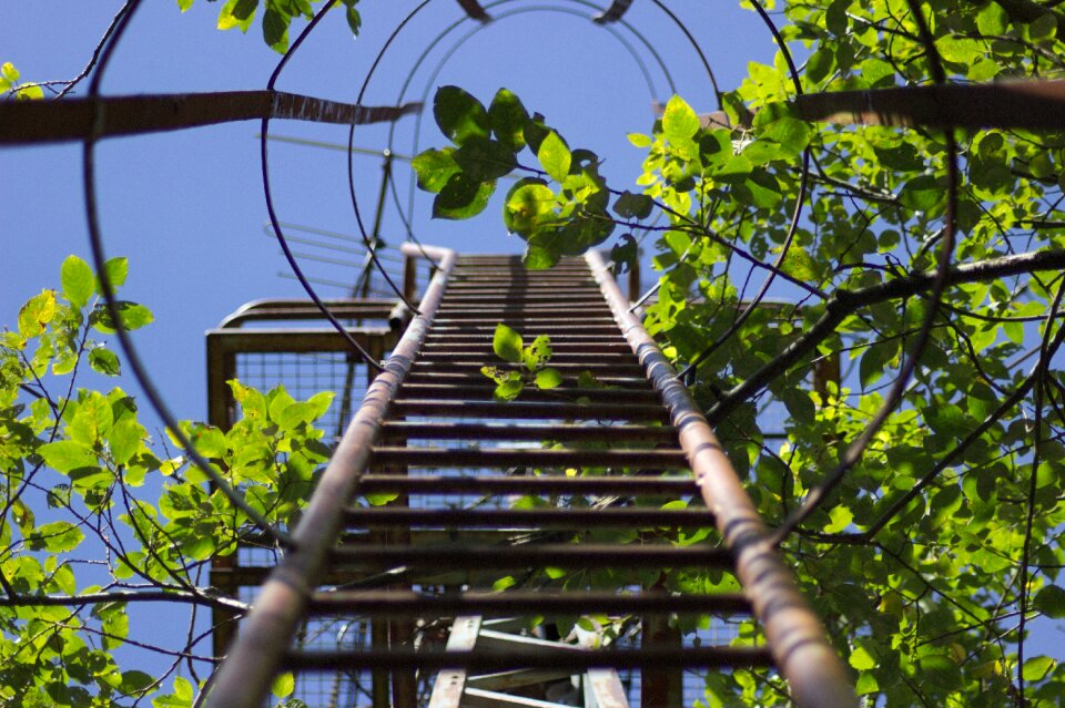 Old leaves high