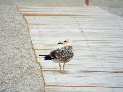 Seagull bird plumage