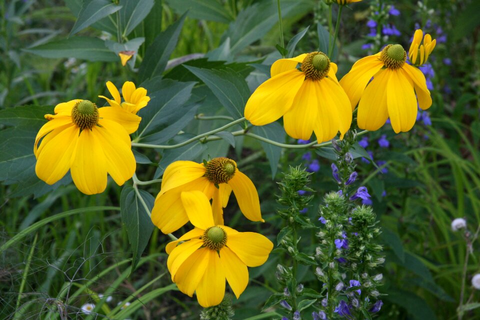 Meadow bloom petals