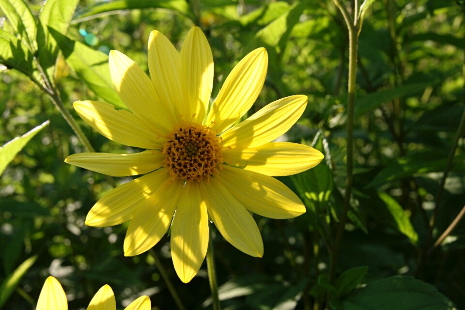 Yellow bloom pointed flower photo