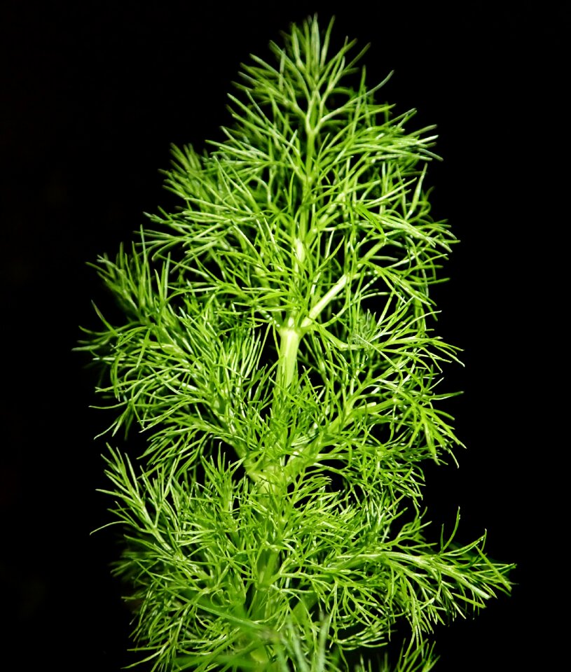 Garnish food cooking