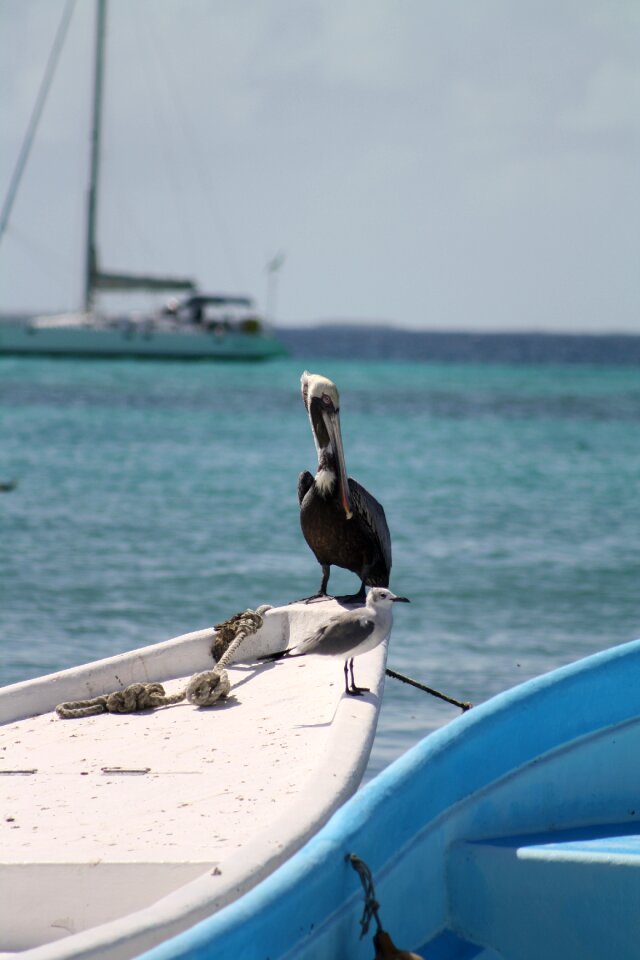Caribbean nature bird