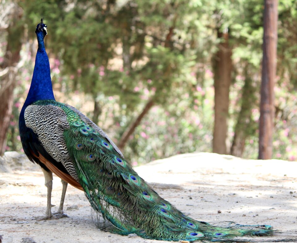 Colorful nature animal