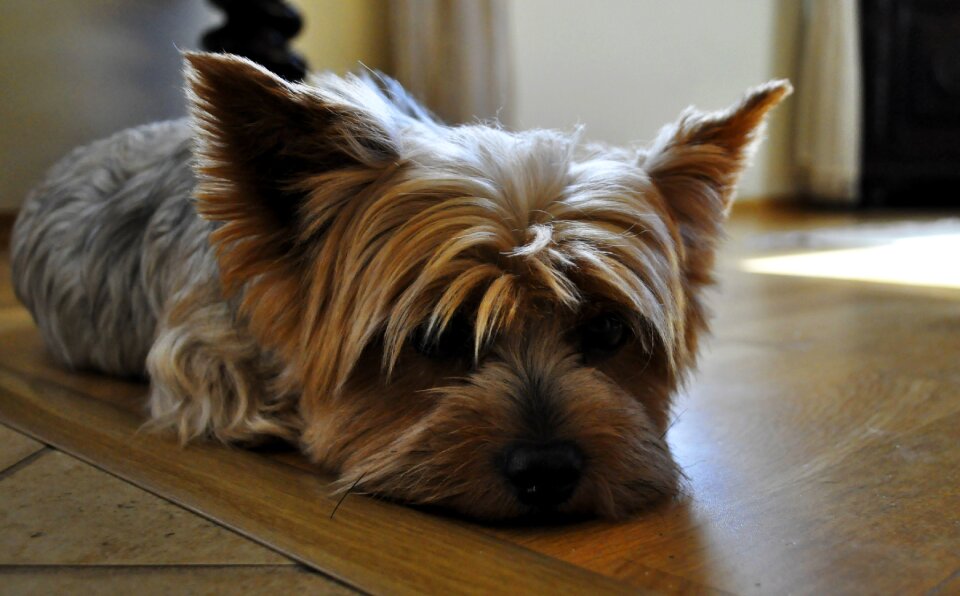 Nice yorkshire doggy