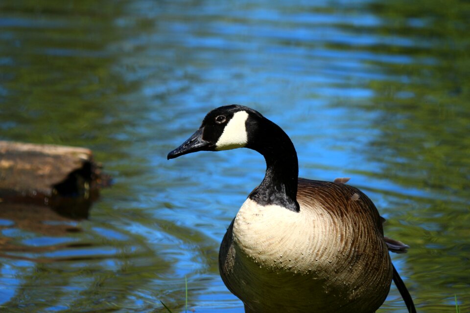 Plumage bird geese photo