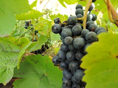 Loza harvest ripe