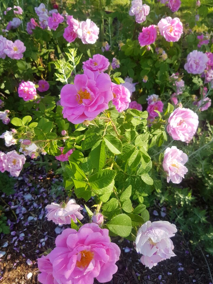 Flowers blooming