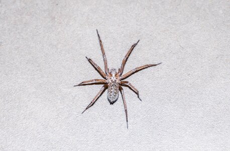 Insect creepy hairy