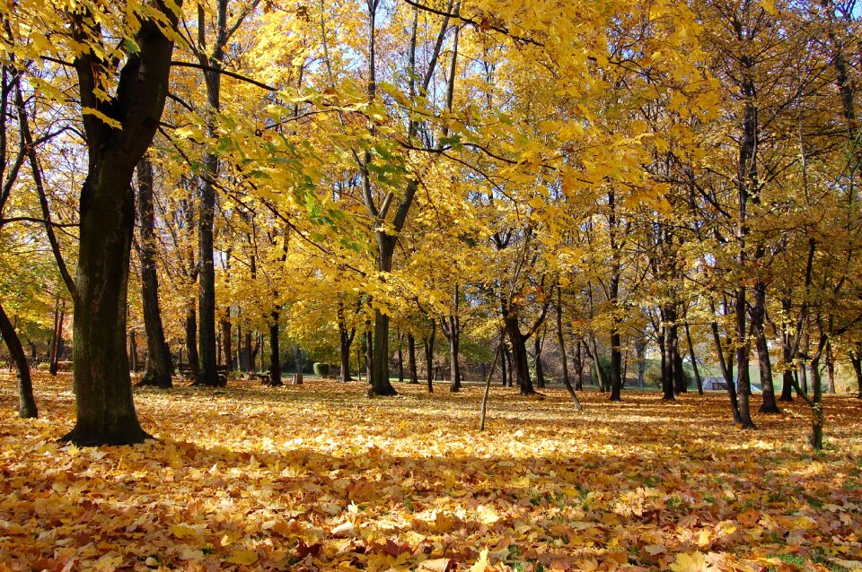 October tree foliage