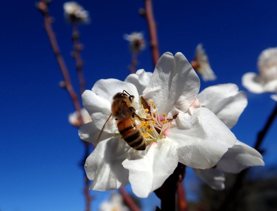 Blossom spring nature