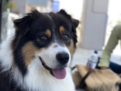 Pet smiling