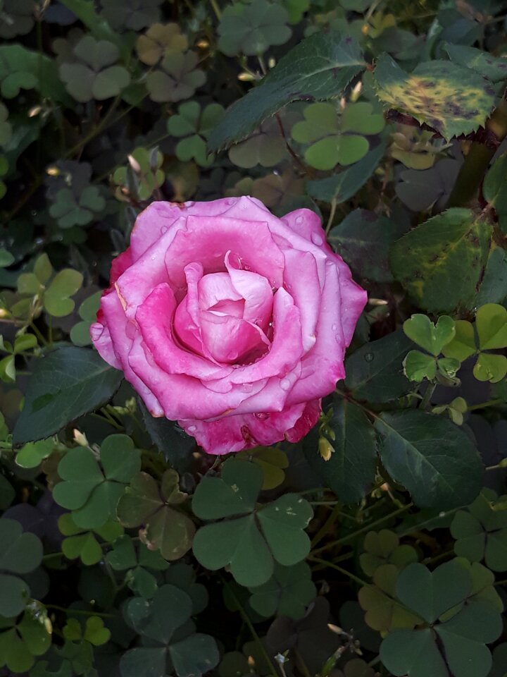 Pink rose pink roses