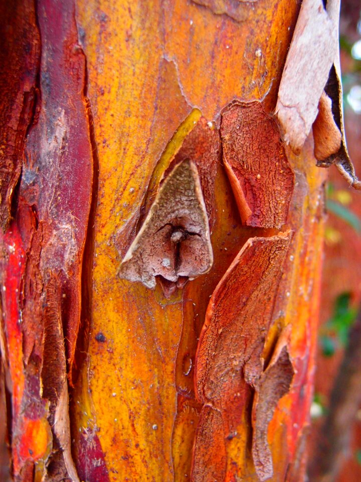 Wood trunk pattern