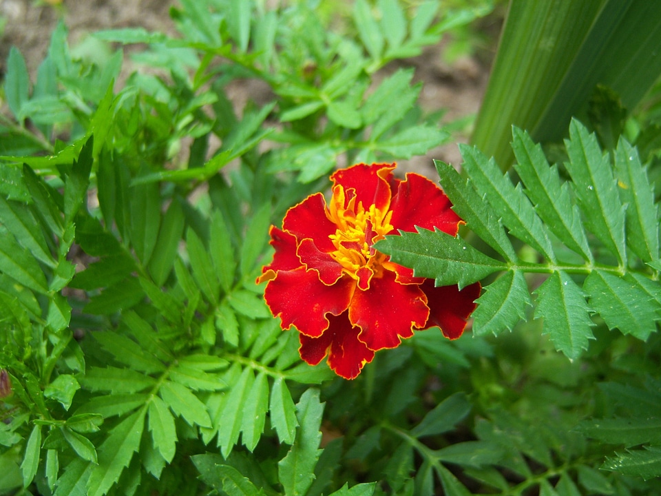 Blossom bloom balcony flower