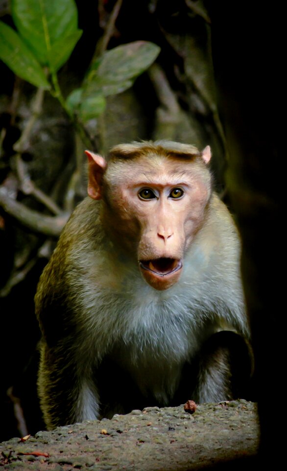 Wildlife wild face