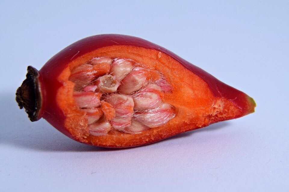 Rosehip seed macro close up