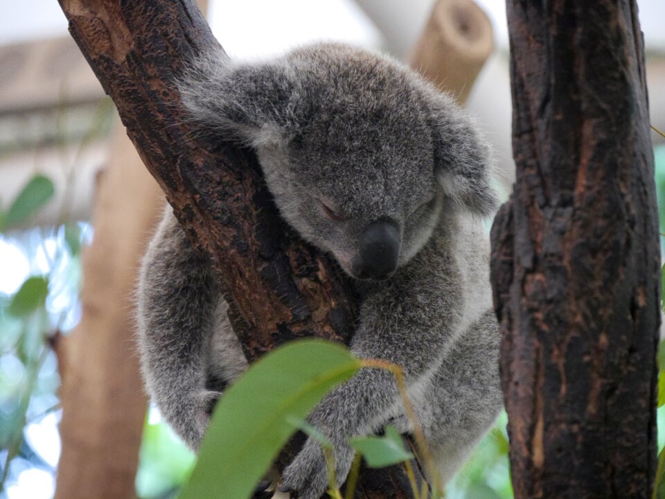 Sleep bear gray sleep photo