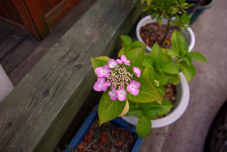 Hydrangea church potted plant