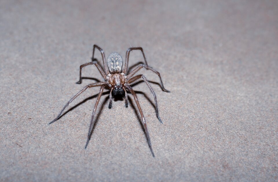 Insect araneus creepy
