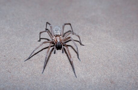 Insect araneus creepy