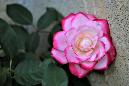 Plant bloom blossom