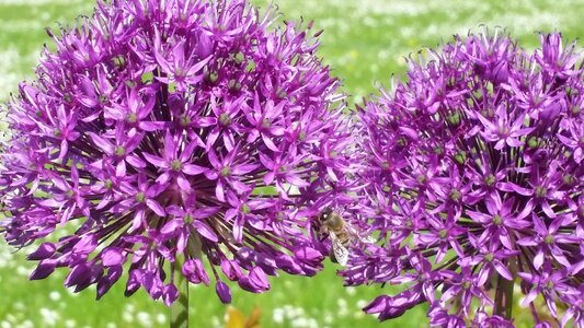 Botanical flower garden purple