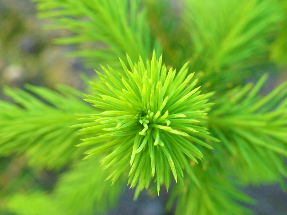 Green close up wild flower