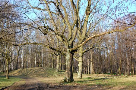 Spring march park