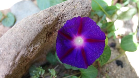 Garden purple bloom