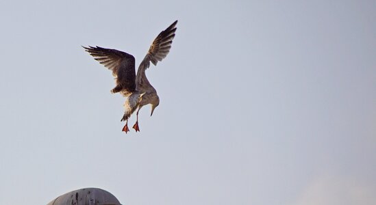 Animals nature seabird photo