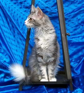 Grey sit pet